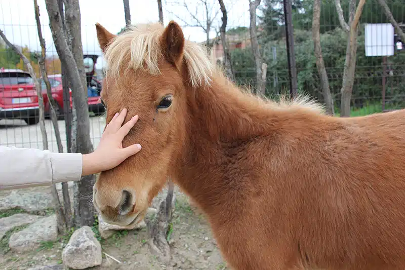 cuidados de un poni